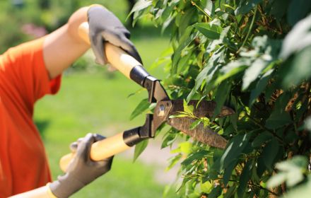tree trimming